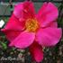 Sanguinaire rose photo