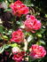 Sparkling Ruffles rose photo