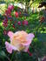 Sparkling Ruffles rose photo