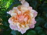 Ruffles Dream rose photo