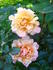 Ruffles Dream rose photo