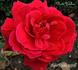New Yorker rose photo