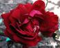 Bernard Verlot rose photo