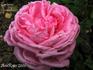 Comtesse Branicka rose photo