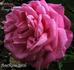 Comtesse Branicka rose photo