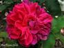 Carl Coers rose photo