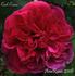 Carl Coers rose photo
