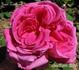 Jean Lorthois rose photo