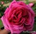 Jean Lorthois rose photo