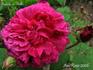 Grande et Belle rose photo