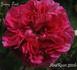Jenny Lind rose photo