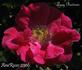 Lucy Bertram rose photo