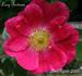 Lucy Bertram rose photo