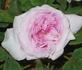 Ma Ponctuée rose photo