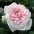 Katharina von Bora rose photo