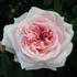 Katharina von Bora rose photo