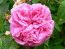 Agar rose photo