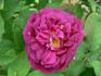 Baron de Gossard rose photo