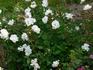 Jeanne d'Arc rose photo