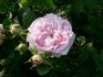 Juno rose photo