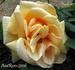 Sunkist rose photo