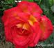 Mascotte '77 rose photo