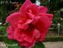 Jean C. N. Forestier rose photo