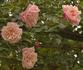 Miss Helyett rose photo
