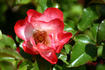Artiste rose photo