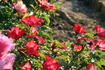 Artiste rose photo