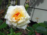 Apricot Moon rose photo