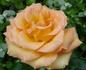 Harry Oppenheimer rose photo