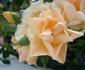 Odense City rose photo