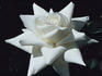 Canadian White Star ® rose photo