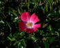 Avalanche Rose ® rose photo