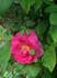 Mike's Eglantine rose photo