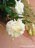 Baby Alberic rose photo