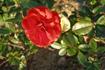 Fairy Damsel ® rose photo
