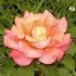 Good Golly rose photo