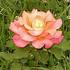 Good Golly rose photo