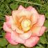Good Golly rose photo