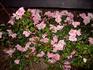 Pinkie rose photo
