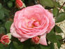 Bon Accord rose photo