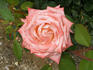 Carezza rose photo