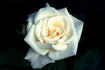 Fred Hollows Vision rose photo