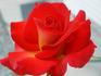 Hot To Trot ™ rose photo