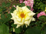 Gold Dot rose photo