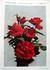 Feuerzauber rose photo