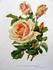 La Rose de Madame Raymond Poincaré rose photo