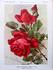 Gruss an Dresden rose photo